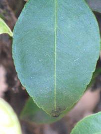               Margin (Myrtifolia, Riverside, CA)       