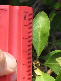                 Unifoliolate leaf (Myrtifolia, Riverside,   CA)       