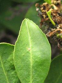              Margin (Myrtifolia, Riverside, CA)       