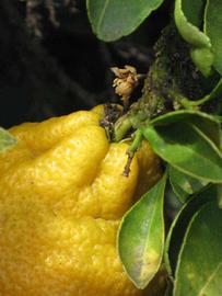               Fruit (Myrtifolia, Riverside, CA)   