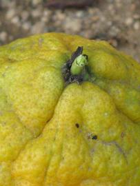               Fruit (Myrtifolia, Riverside, CA)   