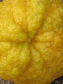               Fruit (Myrtifolia, Riverside, CA)   