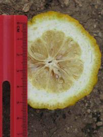               Fruit cross-section (Myrtifolia, Riverside,   CA)   