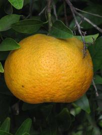            Fruit (Riverside, CA)   