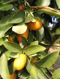            Sun leaves (Winter Haven, FL)   