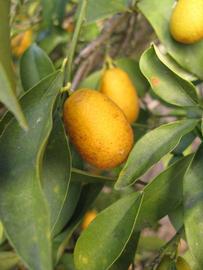              Fruit (Winter Haven, FL)       