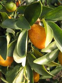            Sun leaves (Winter Haven, FL)   