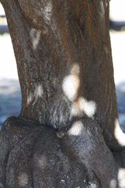            Bark (Riverside, CA)   