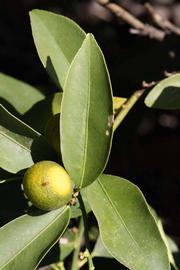              Unifoliolate leaf (Riverside, CA)       