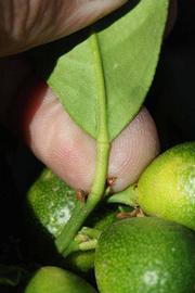              Petiole (Riverside, CA)       