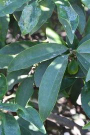              Shade leaves (Riverside, CA)       