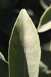              Margin (Riverside, CA)       