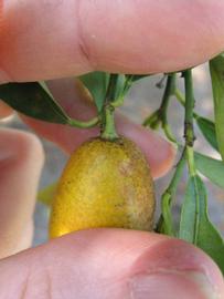              Fruit (Winter Haven, FL)       