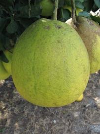              Fruit (Nakon, Winter Haven, FL)       