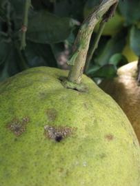              Fruit (Nakon, Winter Haven, FL)       