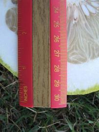              Fruit cross-section (Nakon, Winter Haven, FL)       