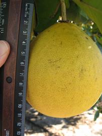              Fruit (Nakon, Winter Haven, FL)       