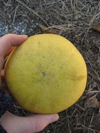              Fruit (Nakon, Winter Haven, FL)       