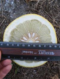              Fruit cross-section (Nakon, Winter Haven, FL)       