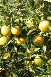               Fruit (Riverside, CA)       