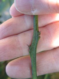              First year twig (Winter Haven, FL)       