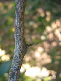              Second - third year twig (Winter Haven,   FL)       