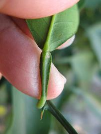              Petiole (Winter Haven, FL)       