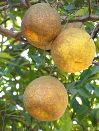              Fruit (Winter Haven, FL)       