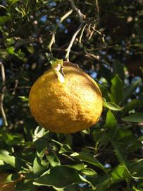              Fruit (Winter Haven, FL)       