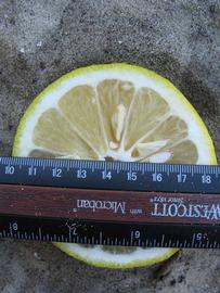              Fruit cross-section (Winter Haven, FL)       