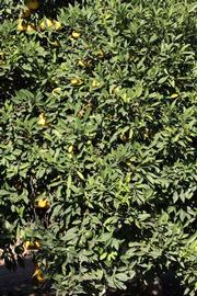            Habit (Riverside, CA)   