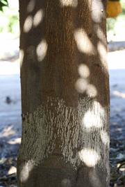            Bark (Riverside, CA)   