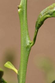            First year twig (Riverside, CA)   