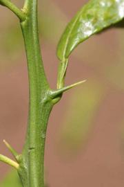            First year twig (Riverside, CA)   