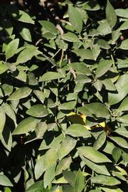              Sun leaves (Riverside, CA)       