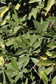              Sun leaves (Riverside, CA)       