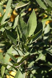              Sun leaves (Riverside, CA)       