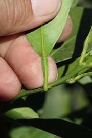              Petiole (Riverside, CA)       