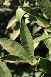              Unifoliolate leaf (Riverside, CA)       
