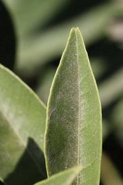              Margin (Riverside, CA)       