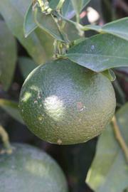            Immature fruit (Riverside, CA)   