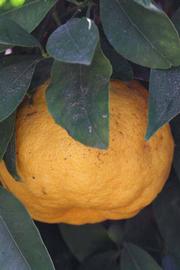            Fruit (Riverside, CA)   