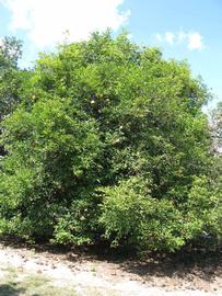            Habit (Winter Haven, FL)   