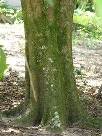            Bark (Winter Haven, FL)      