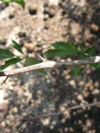              Second - third year twig (Winter Haven, FL)       