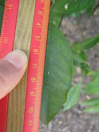              Unifoliolate leaf (Winter Haven, FL)       