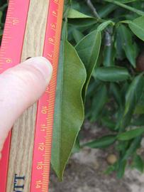              Unifoliolate leaf (Winter Haven, FL)       