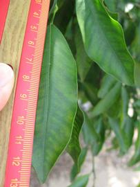              Unifoliolate leaf (Winter Haven, FL)       