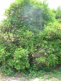            Habit (Winter Haven, FL)   