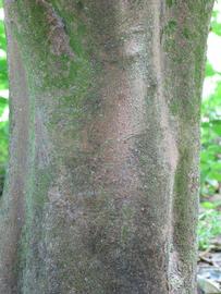            Bark (Winter Haven, FL)      